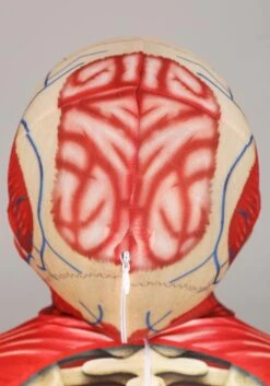 Anatomical Model Costume For Kids -Halloween Night Deals Store body skeleton costume alt 3